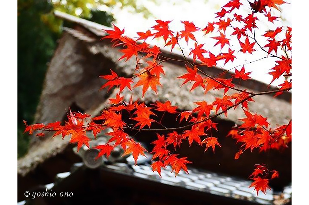 写真家　小野好男　ギャラリー「茅葺き屋根」
